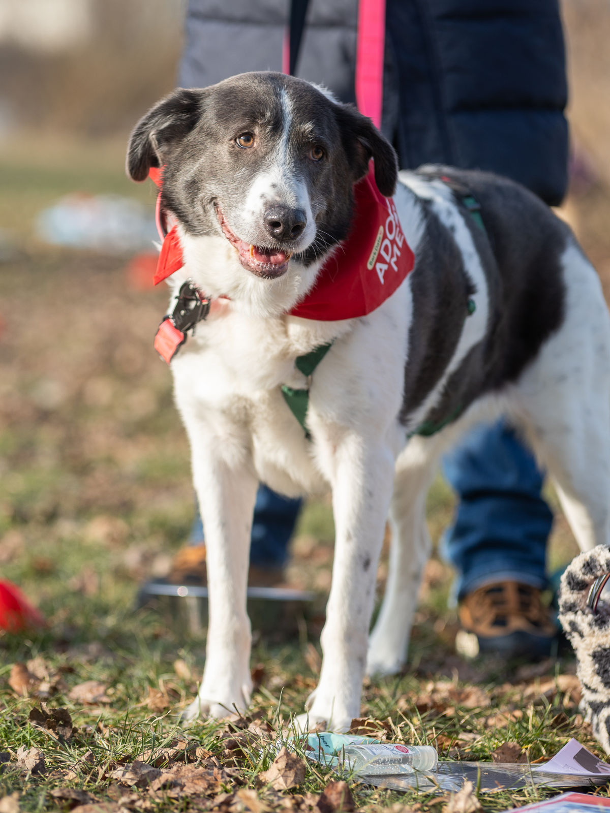 Die süße Pancake auf dem Bark Date in Würzburg