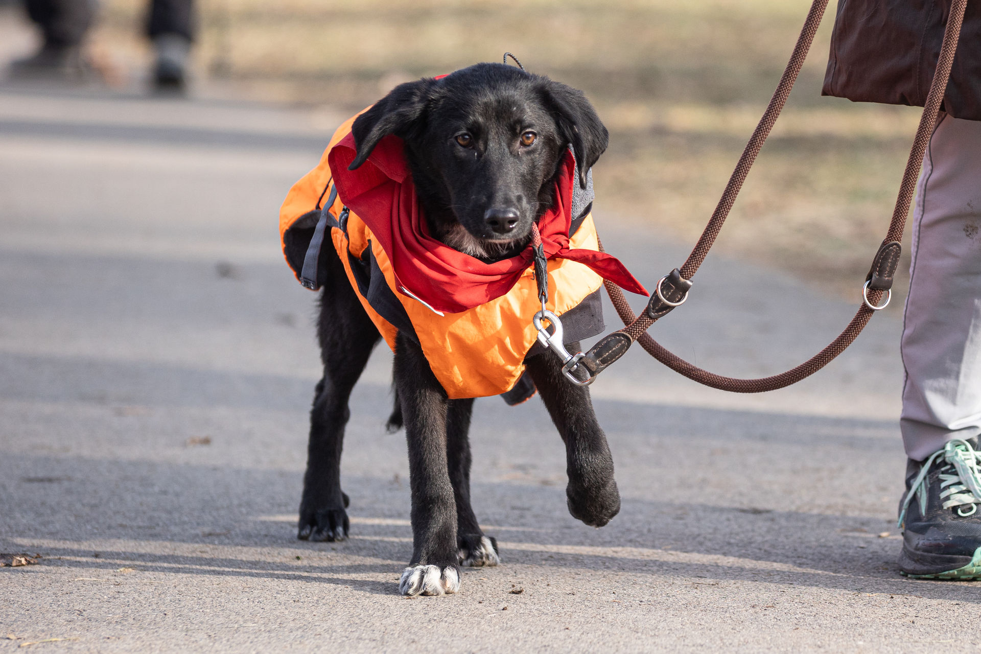 Die kleine Patsy beim Bark Date in Würzburg
