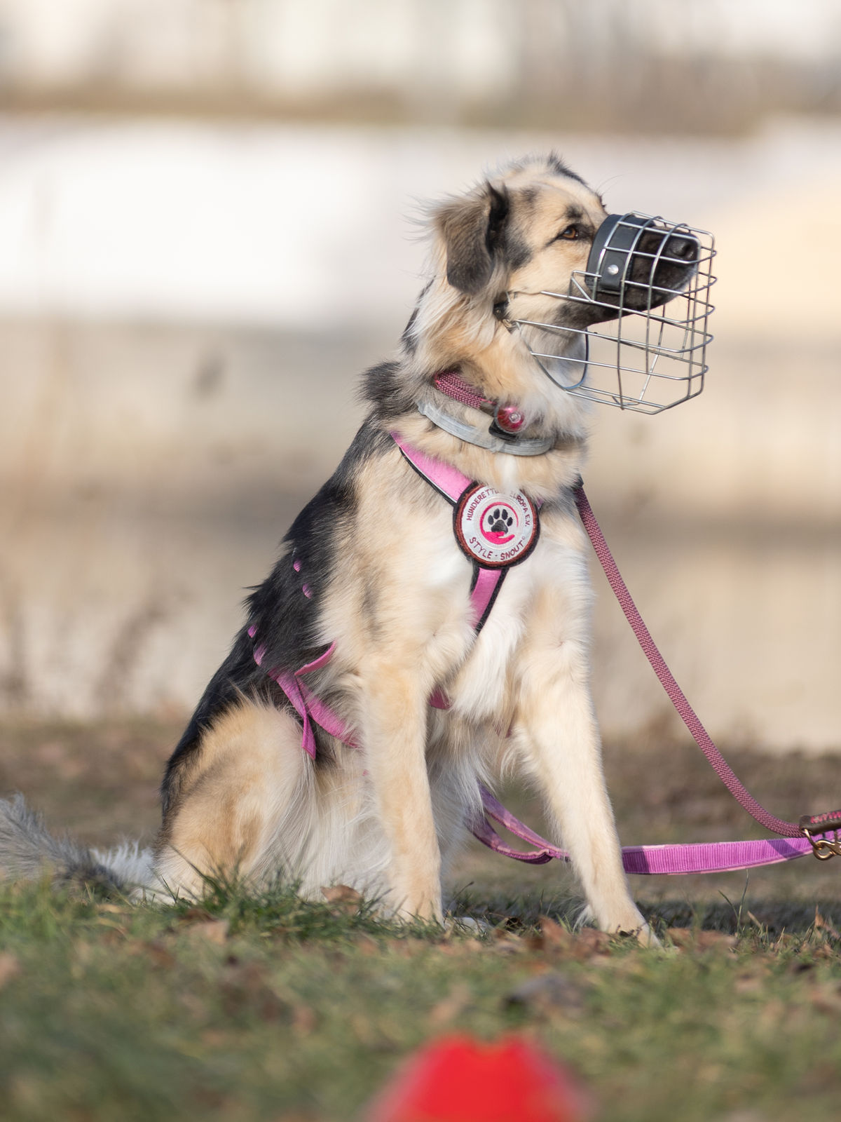 Suki beim Bark Date in Würzburg