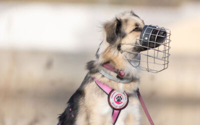 Bark Date Würzburg auf der Mainwiese – 24 Tierschutzhunde im Fokus