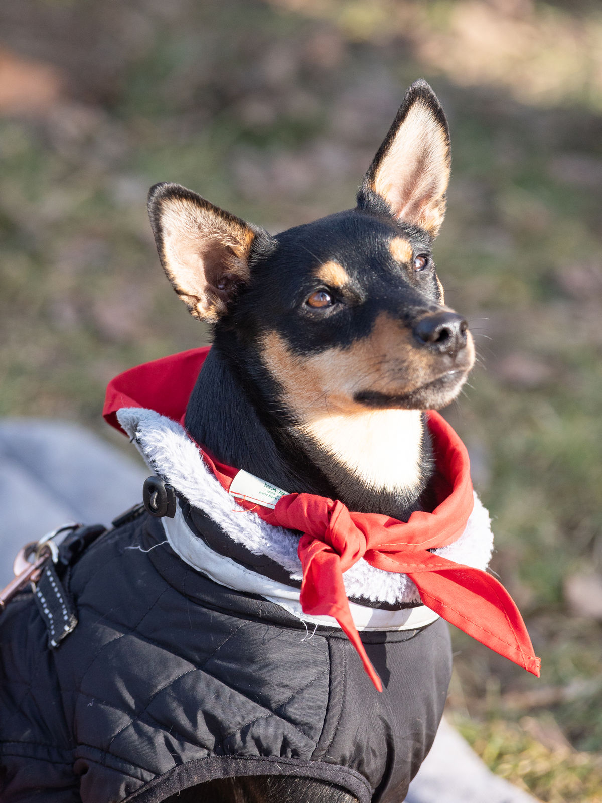 Apollo beim Bark Date