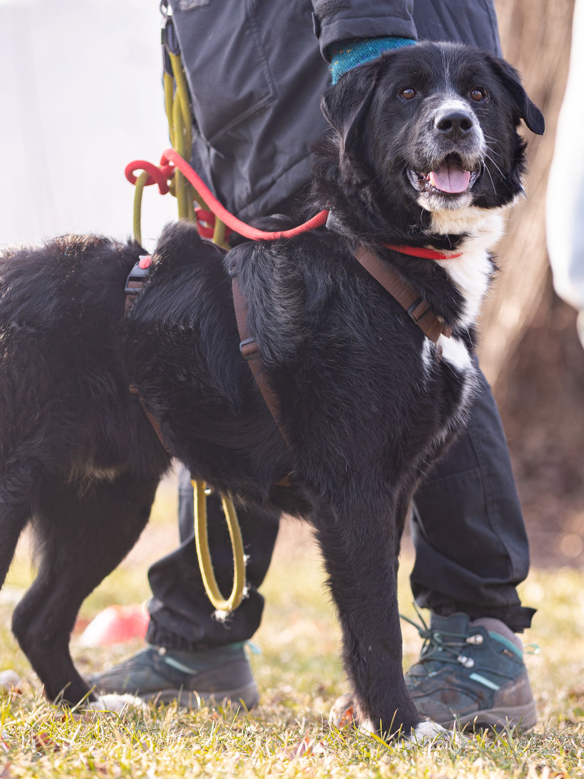 Cody in Würzburg beim Bark Date