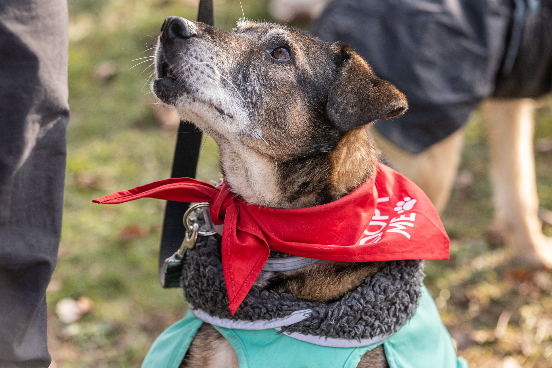 Hundeshooting mit Baako in Würzburg beim Bark Date