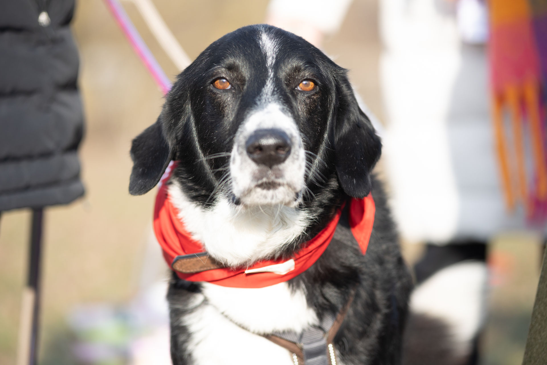 Jonny beim Bark Date in Würzburg Hundeshooting