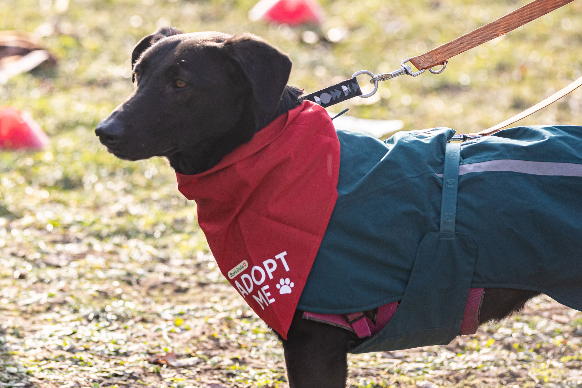 Linne Hundeshooting in Würzburg