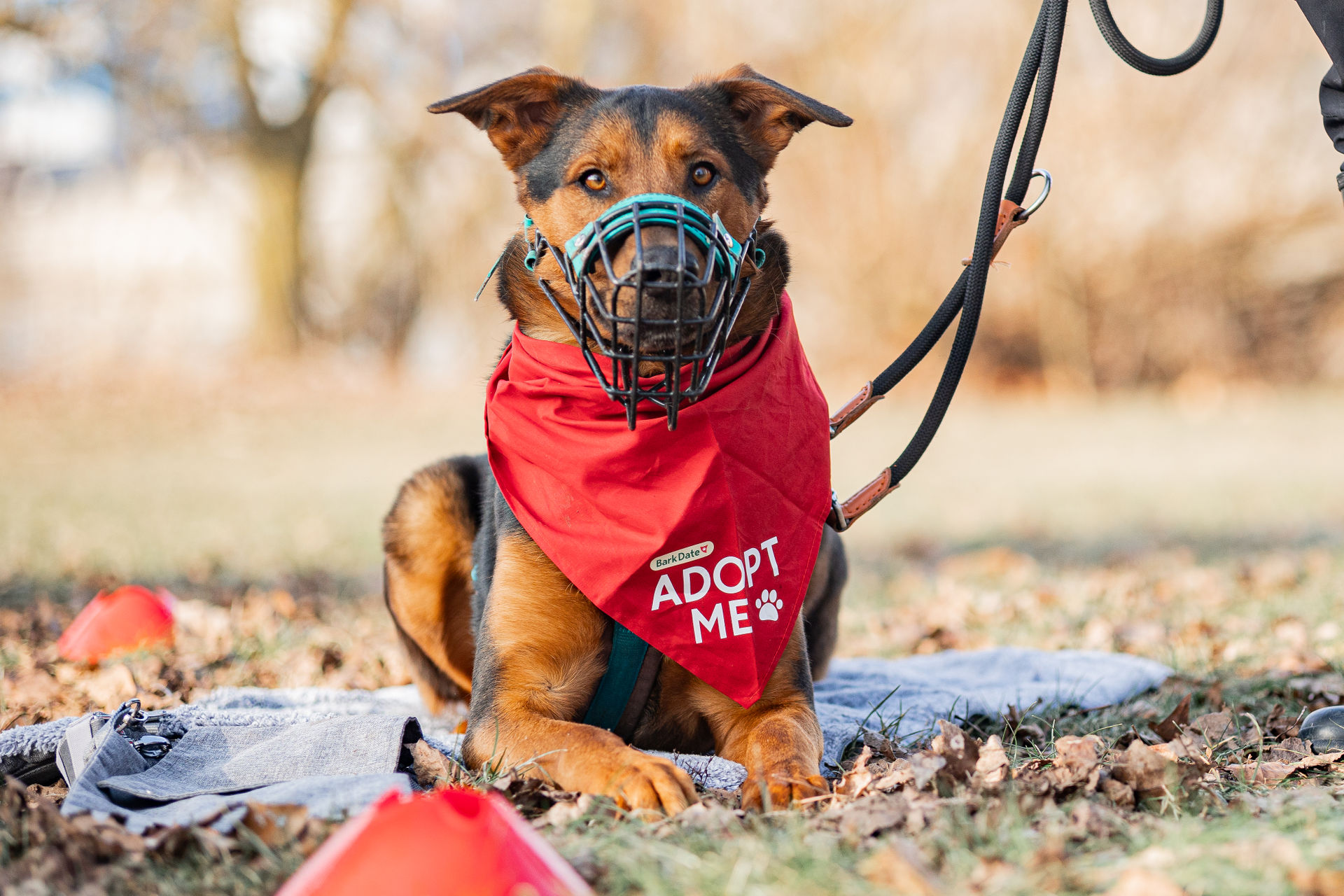 Thor beim Bark Date Hundeshooting