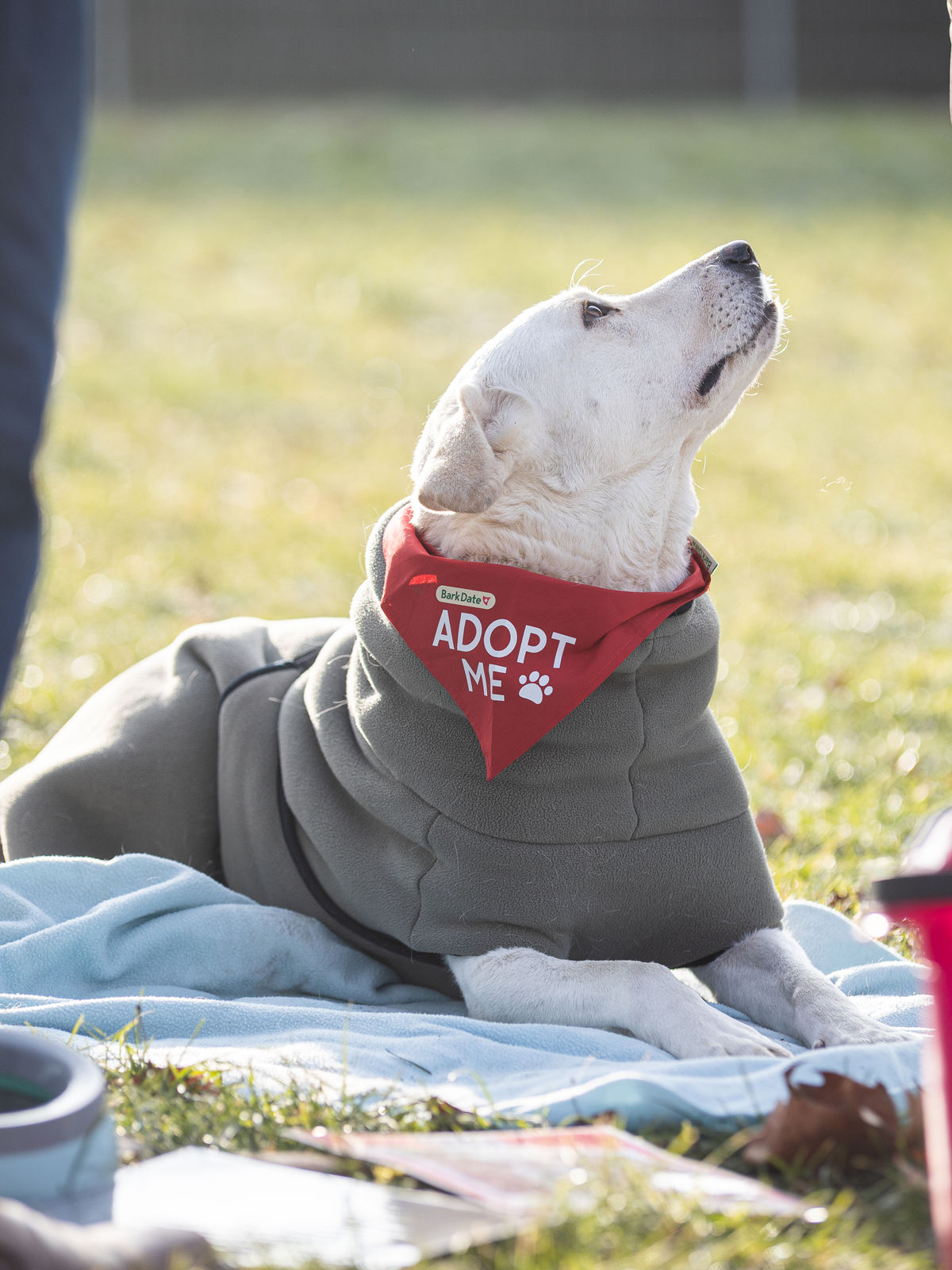 Würzburg Bark Date Hundeshooting Babett
