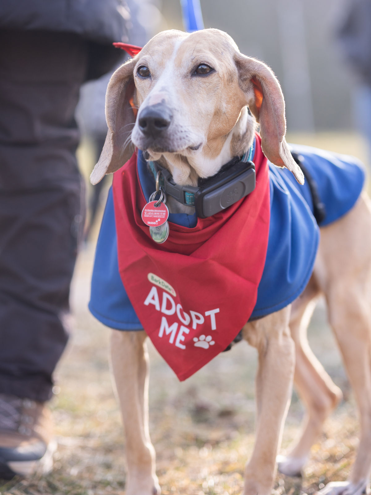 Ringo beim Bark Date in Würzburg