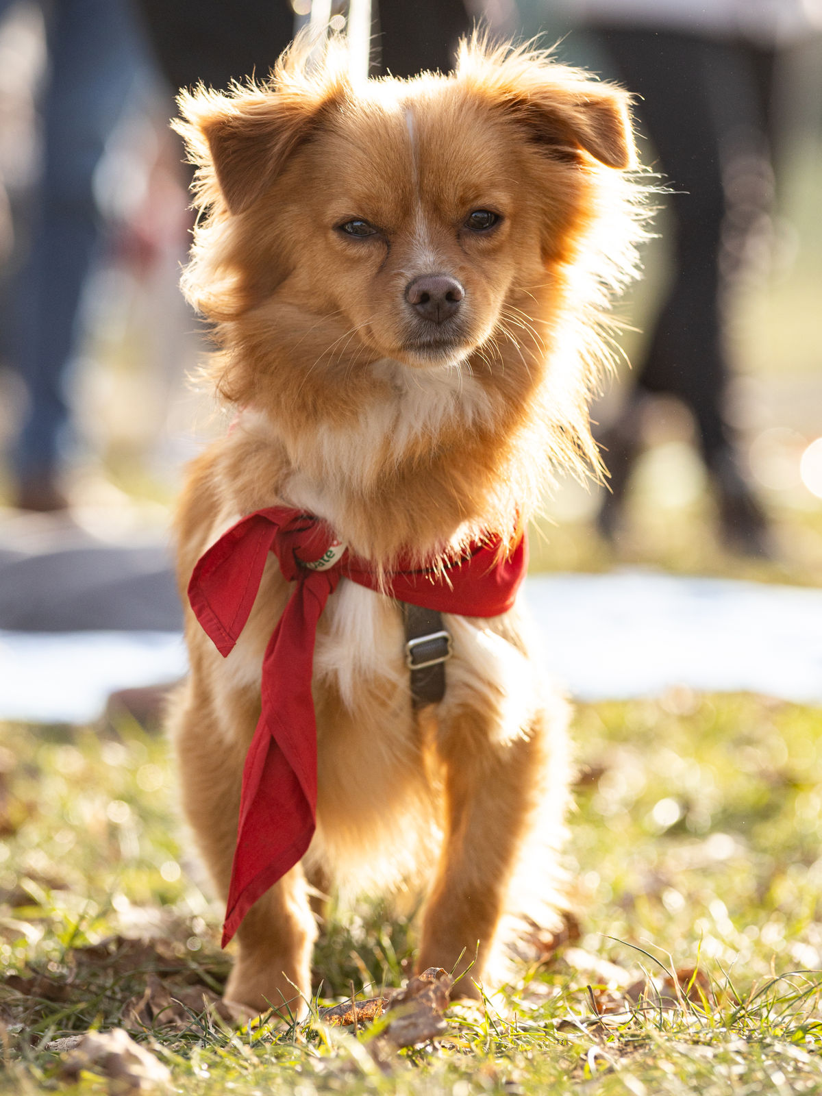 Pippinuss beim Bark Date