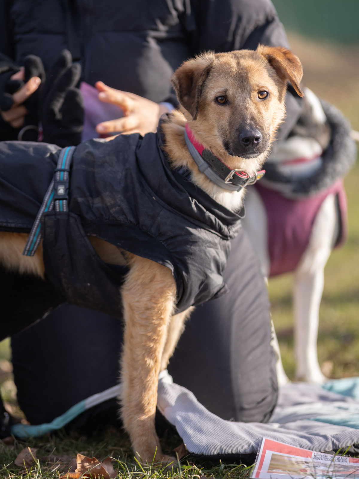 Bruno in Wüzburg beim Bark Date