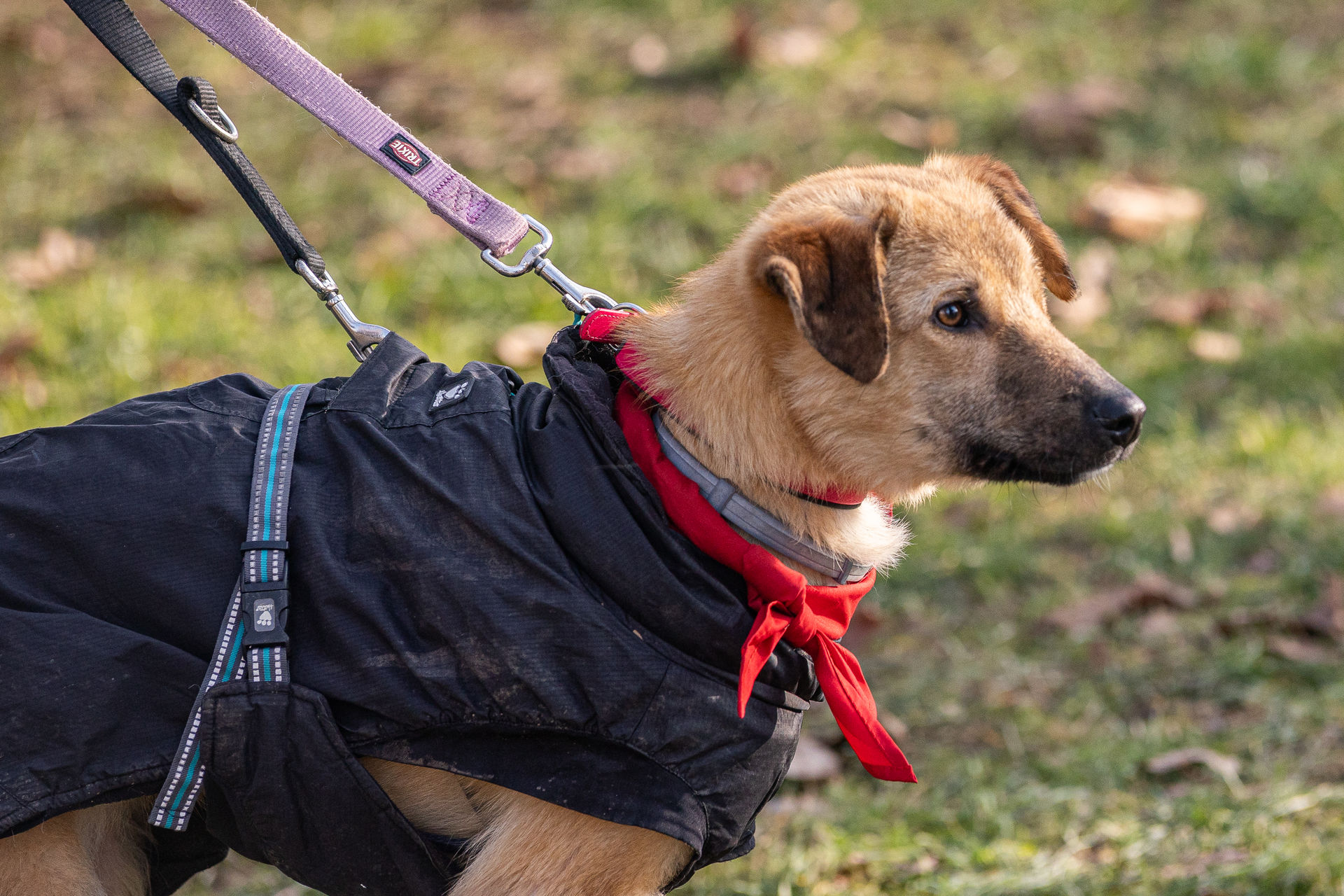 Bruno beim Bark Date