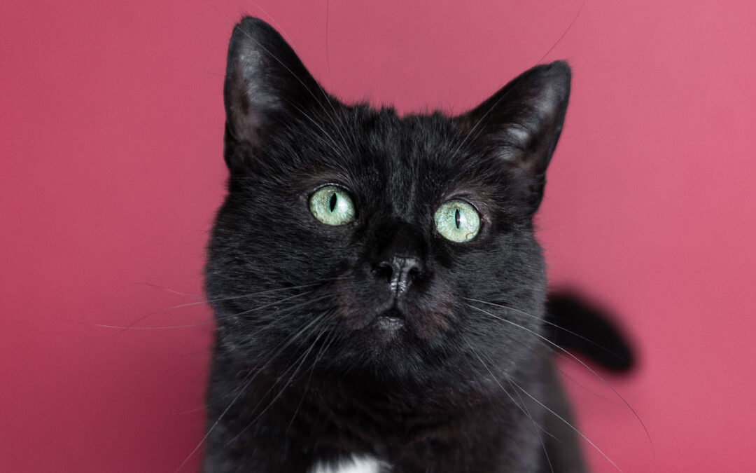 Katzenshooting mit Schnuffi & Shadow von den Riesertatzen 🐾