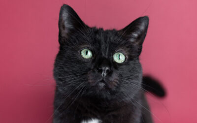 Katzenshooting mit Schnuffi & Shadow von den Riesertatzen 🐾