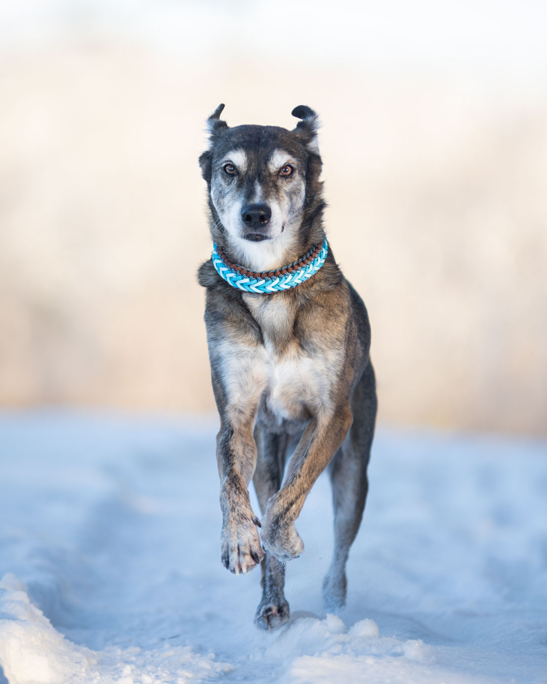 Jack beim Winterspaziergang in Zöschingen