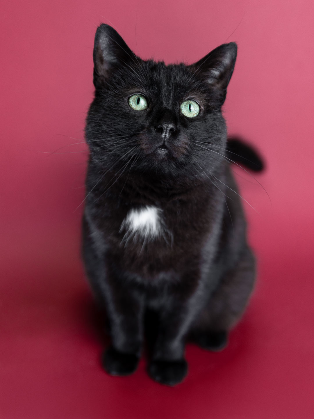 Katzenshooting mit Shadow vor einem pinkem Hintergrund