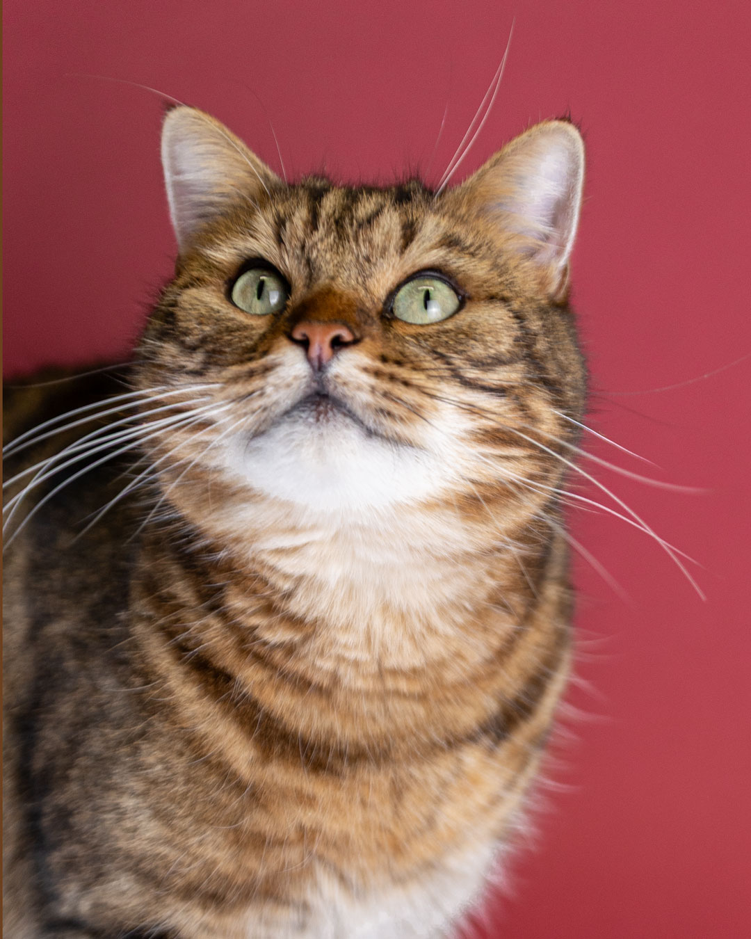 Katzenshooting mit Schnuffie von den Riesertatzen