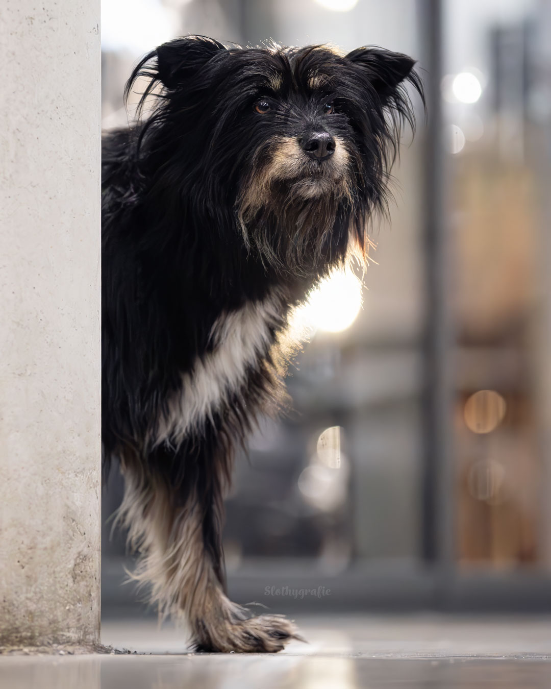 Hundeshooting mit Abby auf der Motorworld