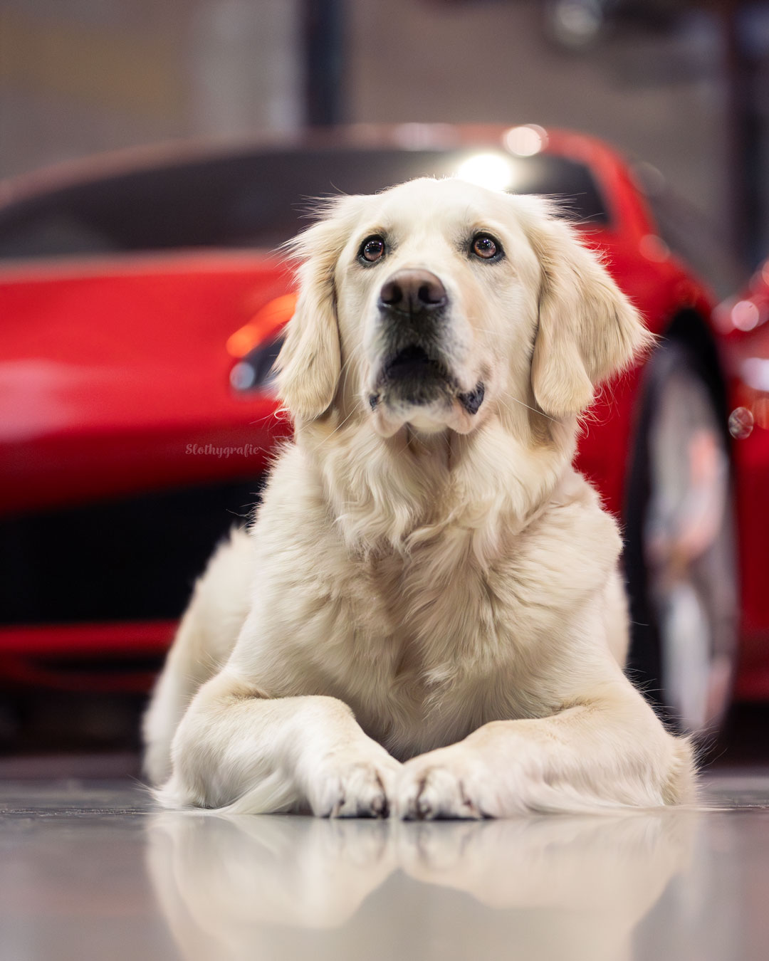 Frizzi beim Hundeshooting in der Motorworld