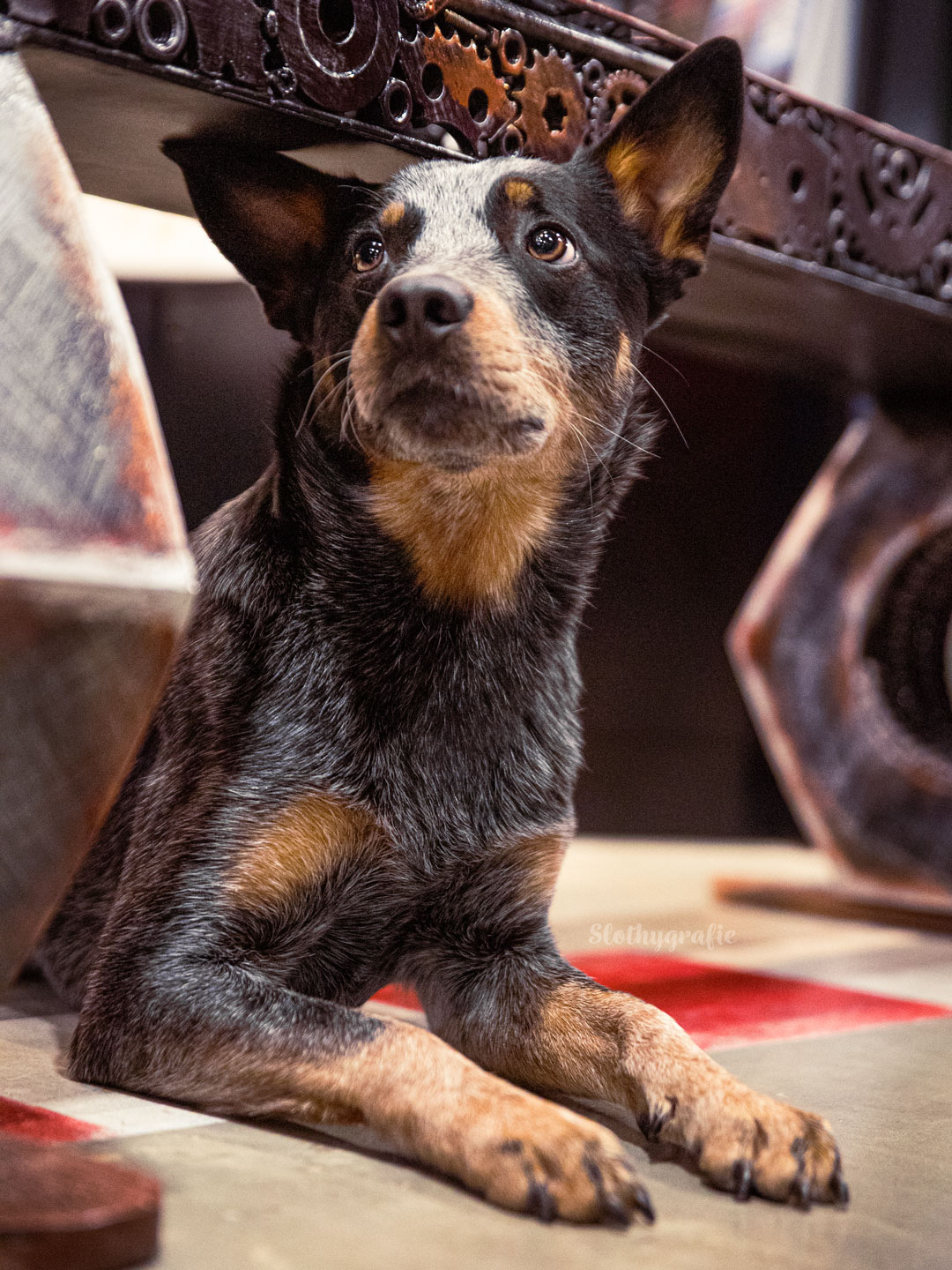 Hundeshooting mit Remy auf der Motorworld