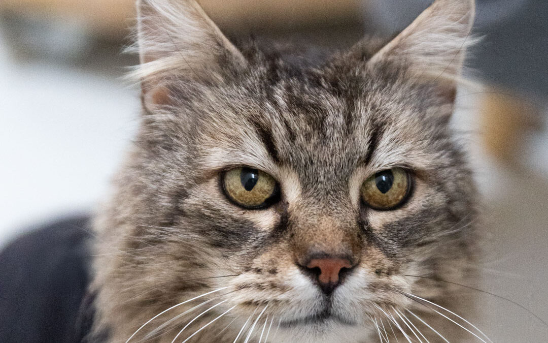 Neue Zusammenarbeit: Ich bin jetzt offizielle Fotografin für den Tierschutzverein Weißenhorn e. V.