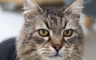 Neue Zusammenarbeit: Ich bin jetzt offizielle Fotografin für den Tierschutzverein Weißenhorn e. V.