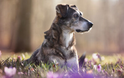 Krokus Blüten Shooting mit Hund in Lauingen – Frühlingsfotos mit besonderem Zauber