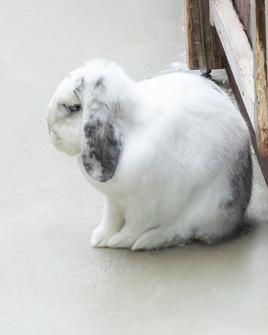 Buster im Tierheim Weißenhorn