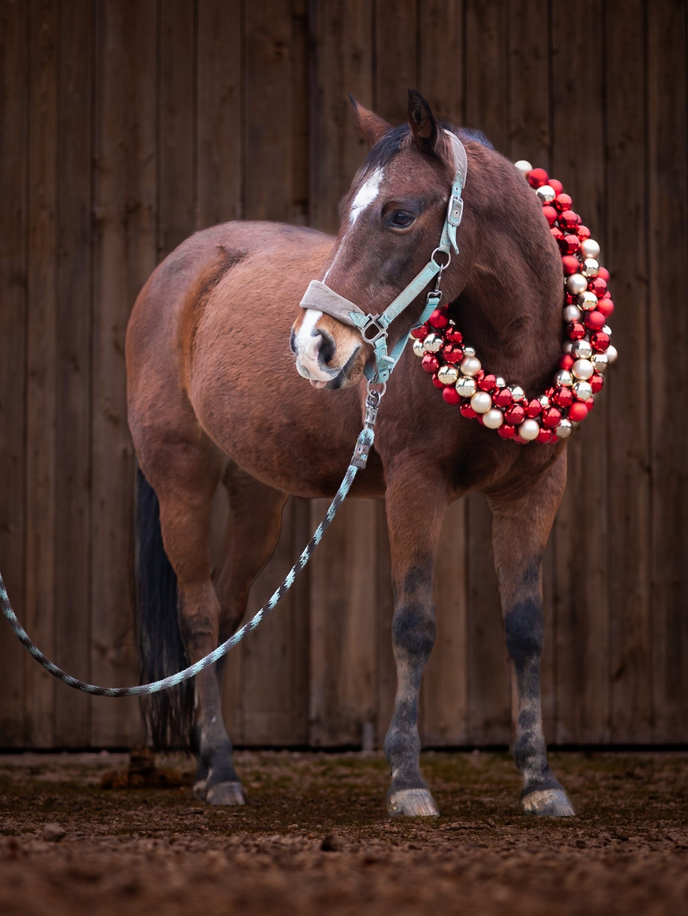 Pferd Fritzi mit Halfter