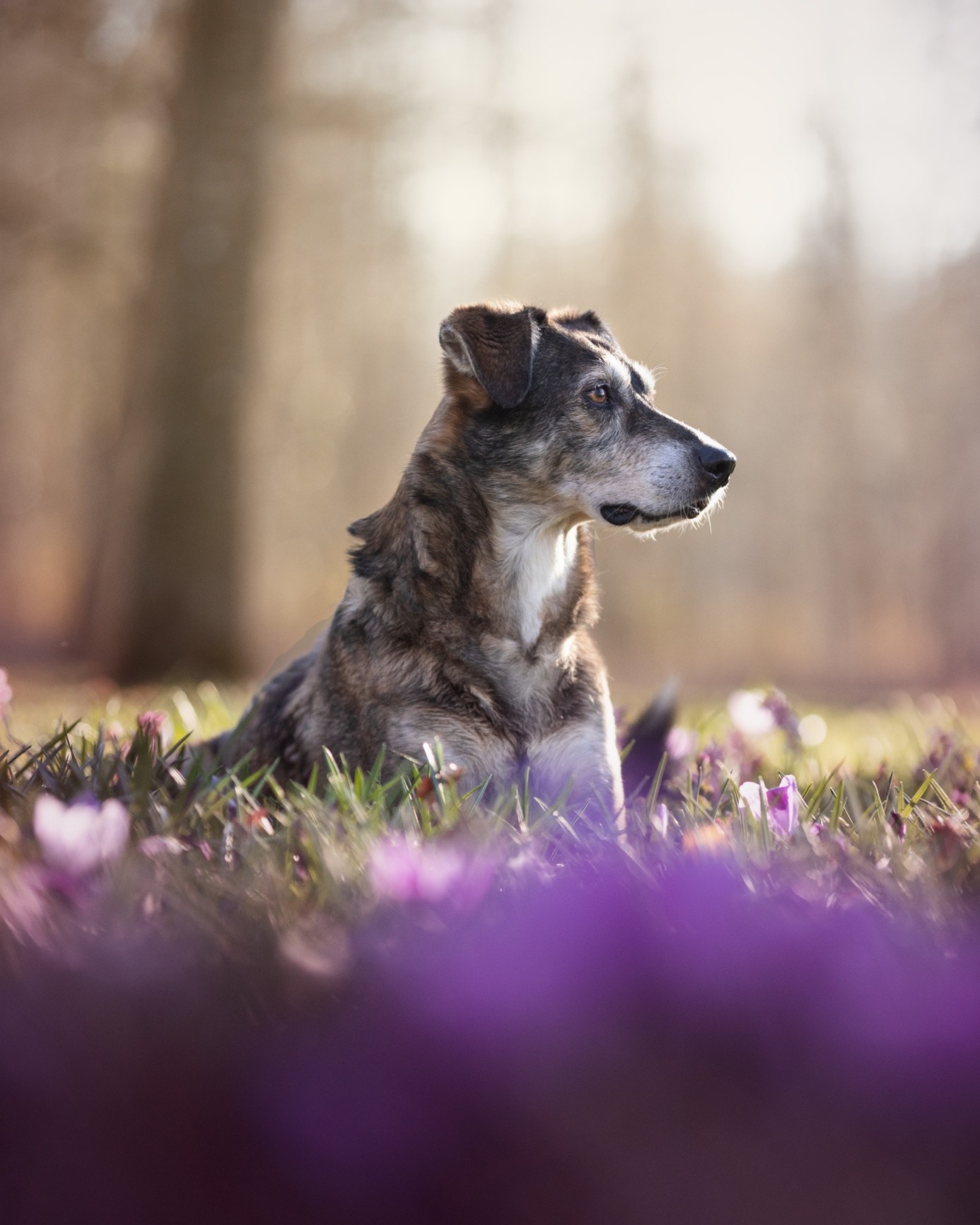 Hund Jack im Krokusfeld Hundeshooting