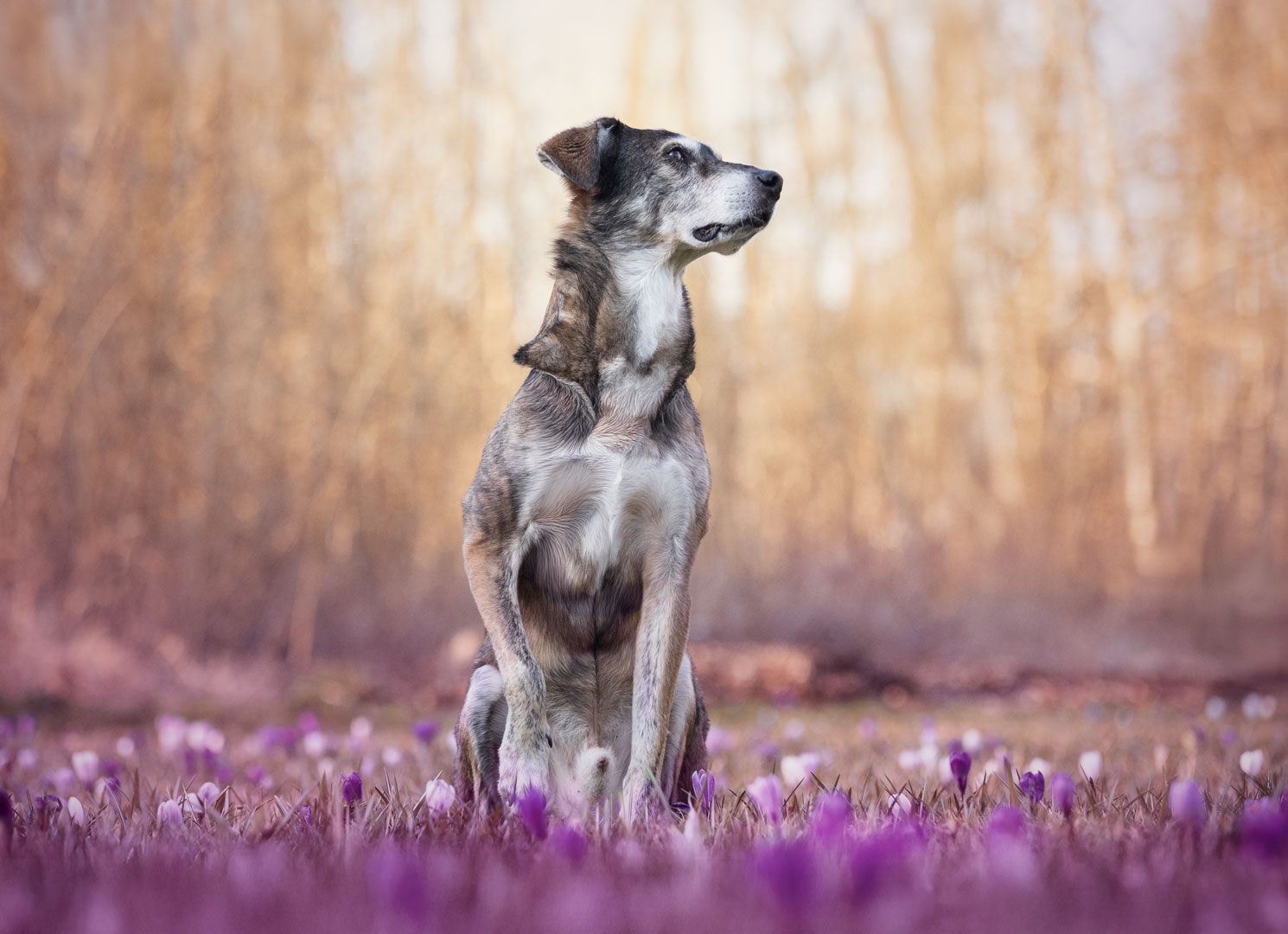 Hund Jack im blühenden Krokusfeld