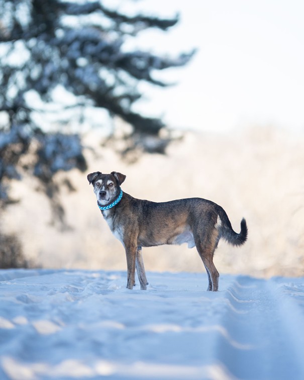 Hund Jack mit Halsband