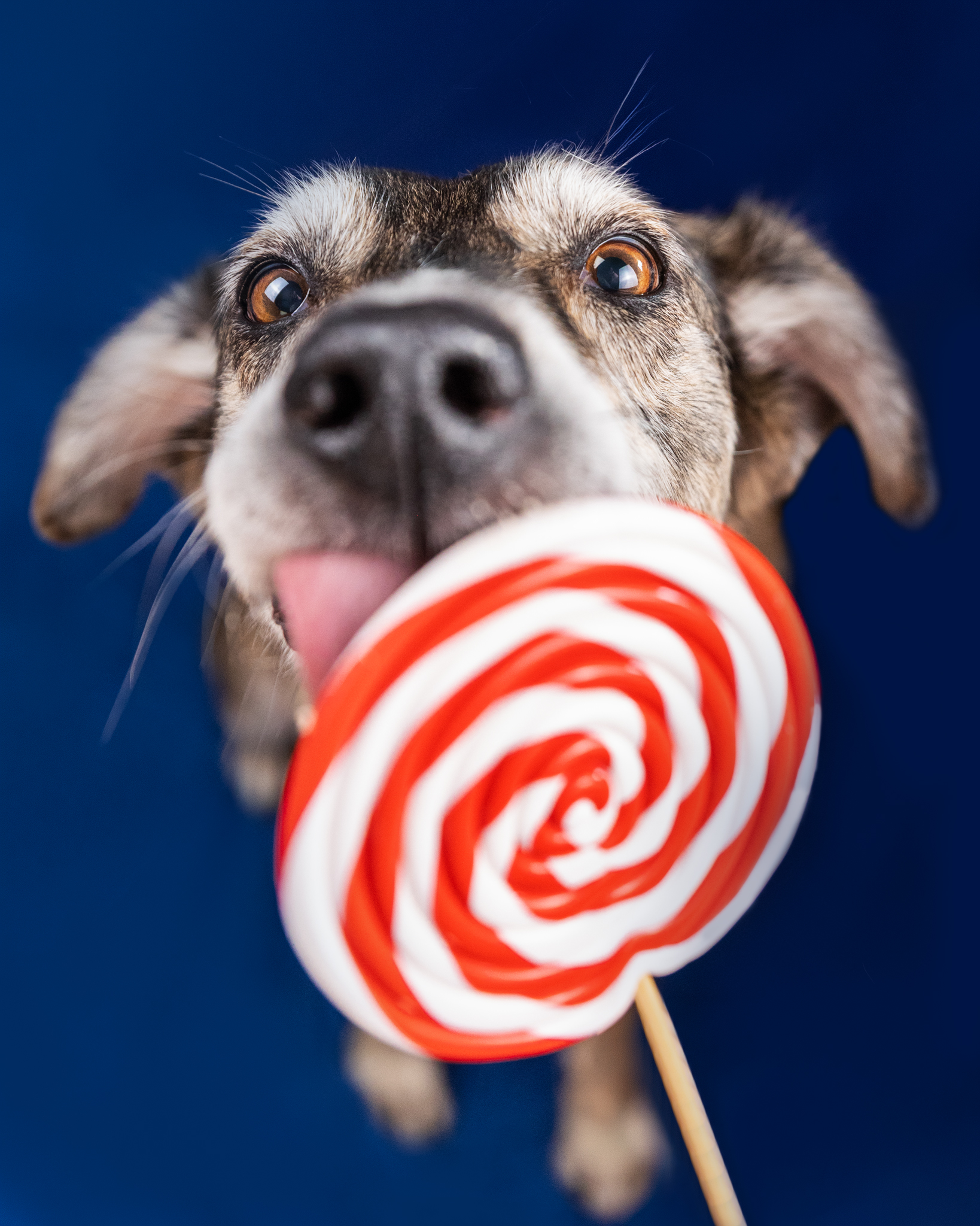 Lolli Schleckbild mit Jack