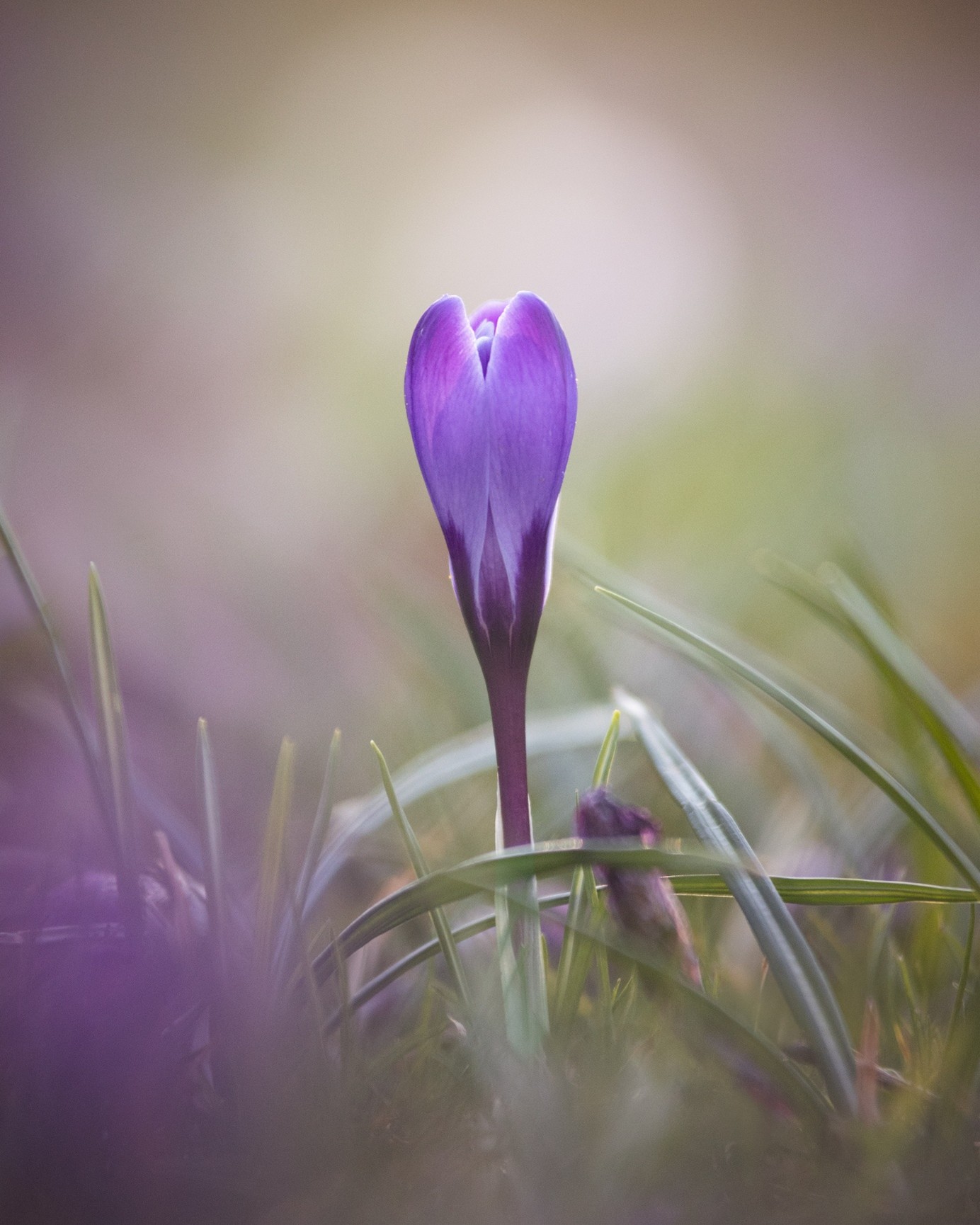 Detailaufnahme von einer Krokusblüte