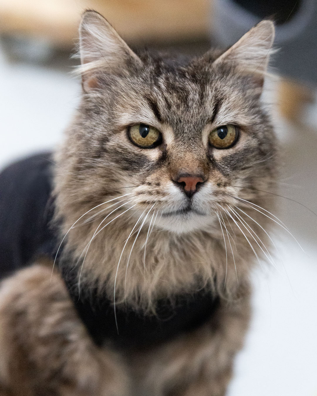 Kater Leo im Tierheim Weißenhorn