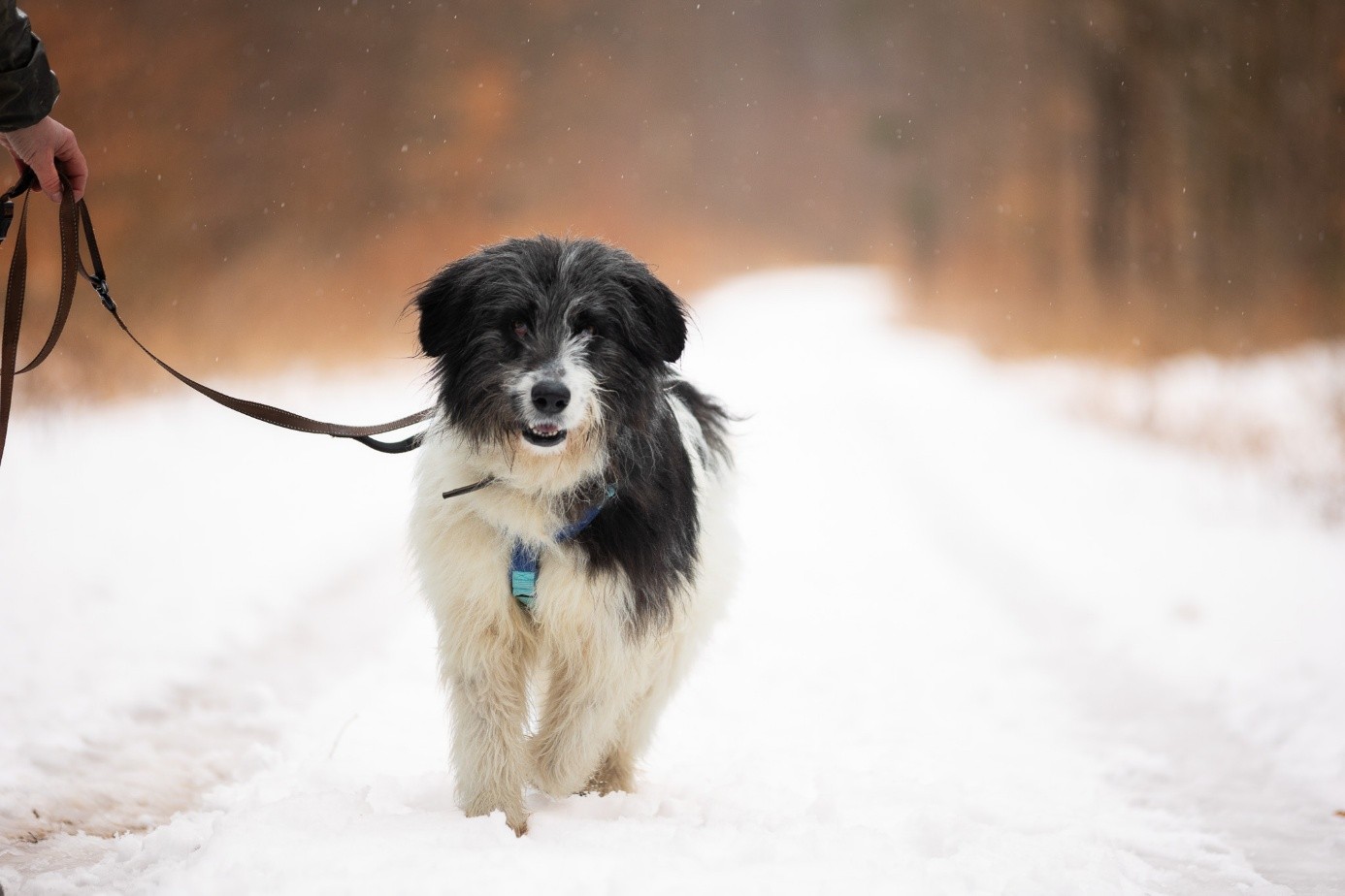 Hund Mori mit Leine und Geschirr
