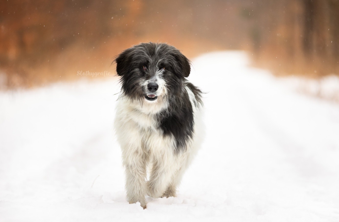Tierschutzhund Mori ohne Leine