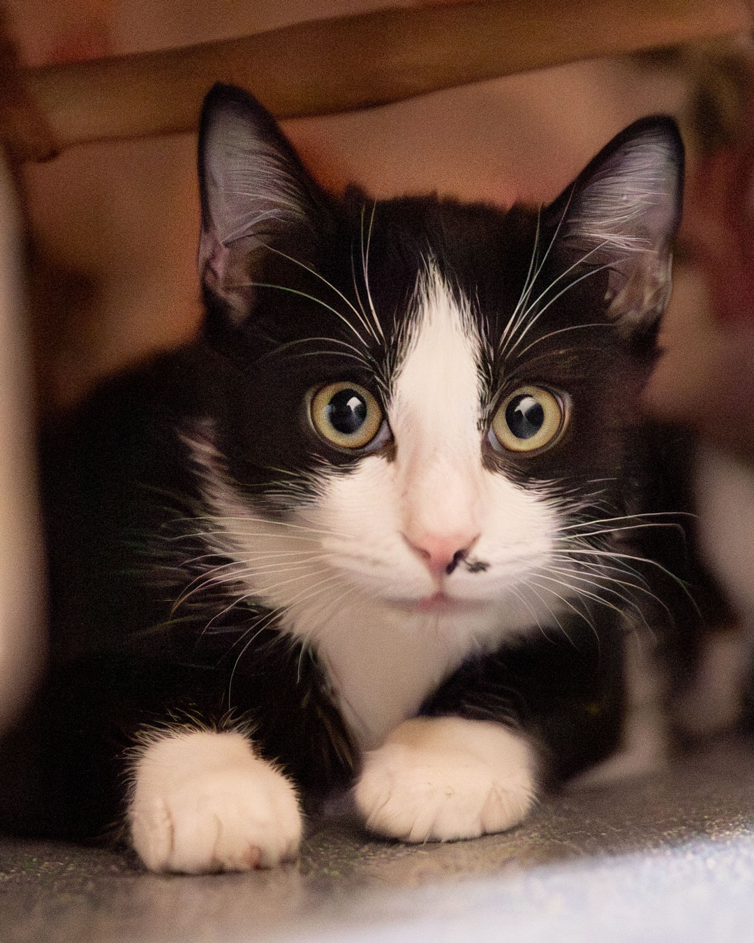 Katze Pina im Tierheim Weißenhorn
