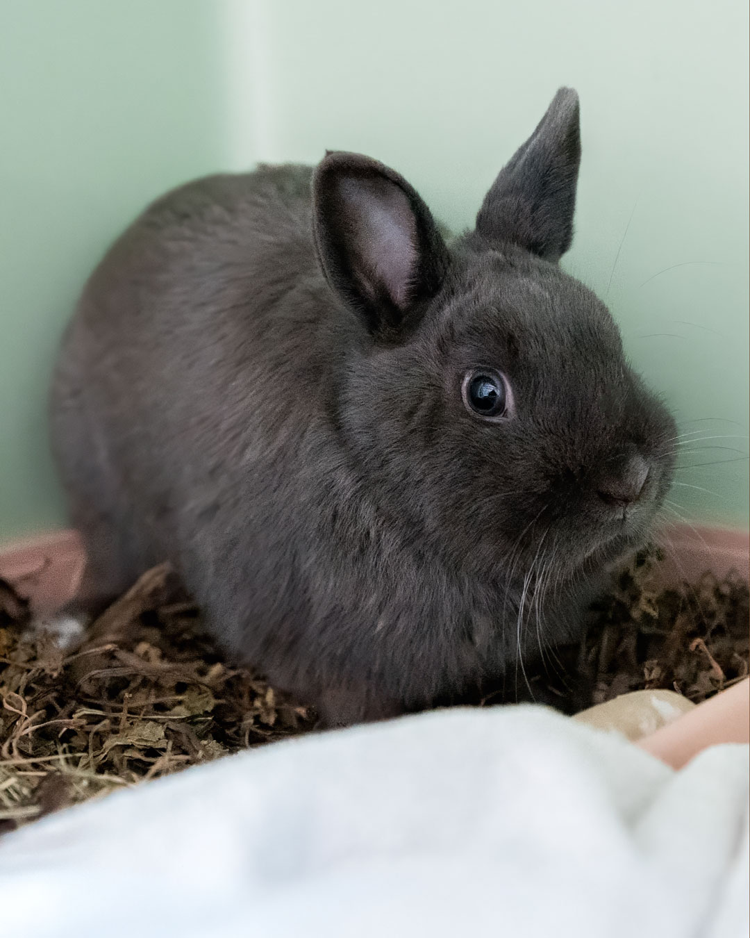 Kaninchen Timmy im Tierheim Weißenhorn