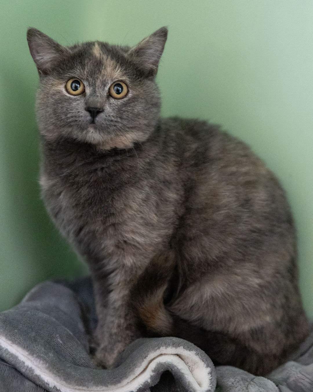 Barbara Katze bei Weißenhorn