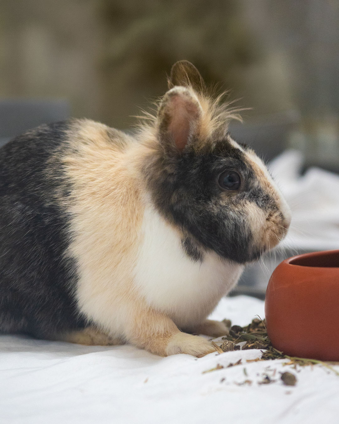 Kaninchen Berta in Weißenhorn