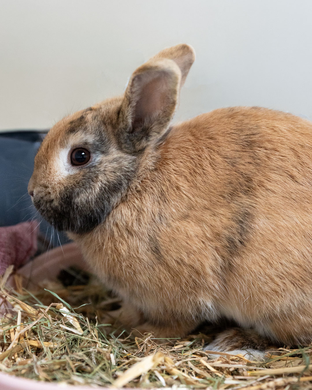 Kaninchen Bob im Tierheim