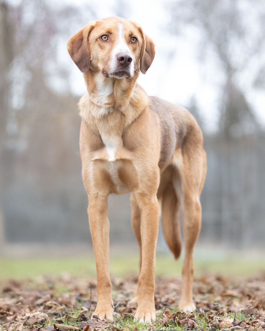 Hund Bono im Tierheim