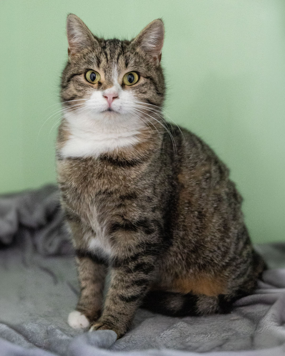 Katze Cindy aus dem Tierheim Weißenhorn