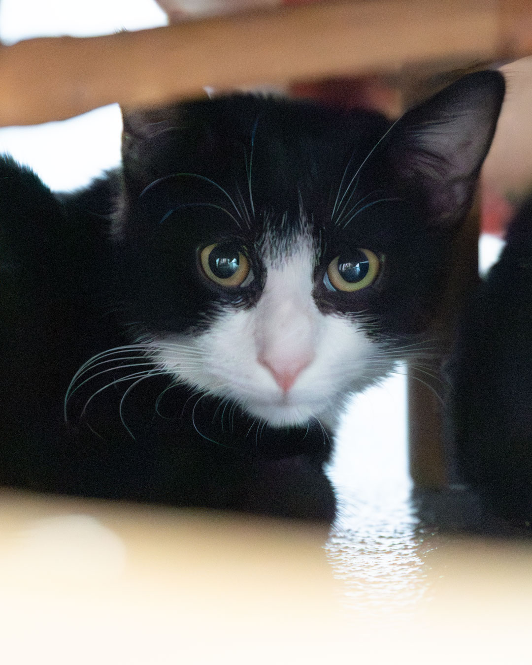 Katze Colada im Tierheim Weissenhorn
