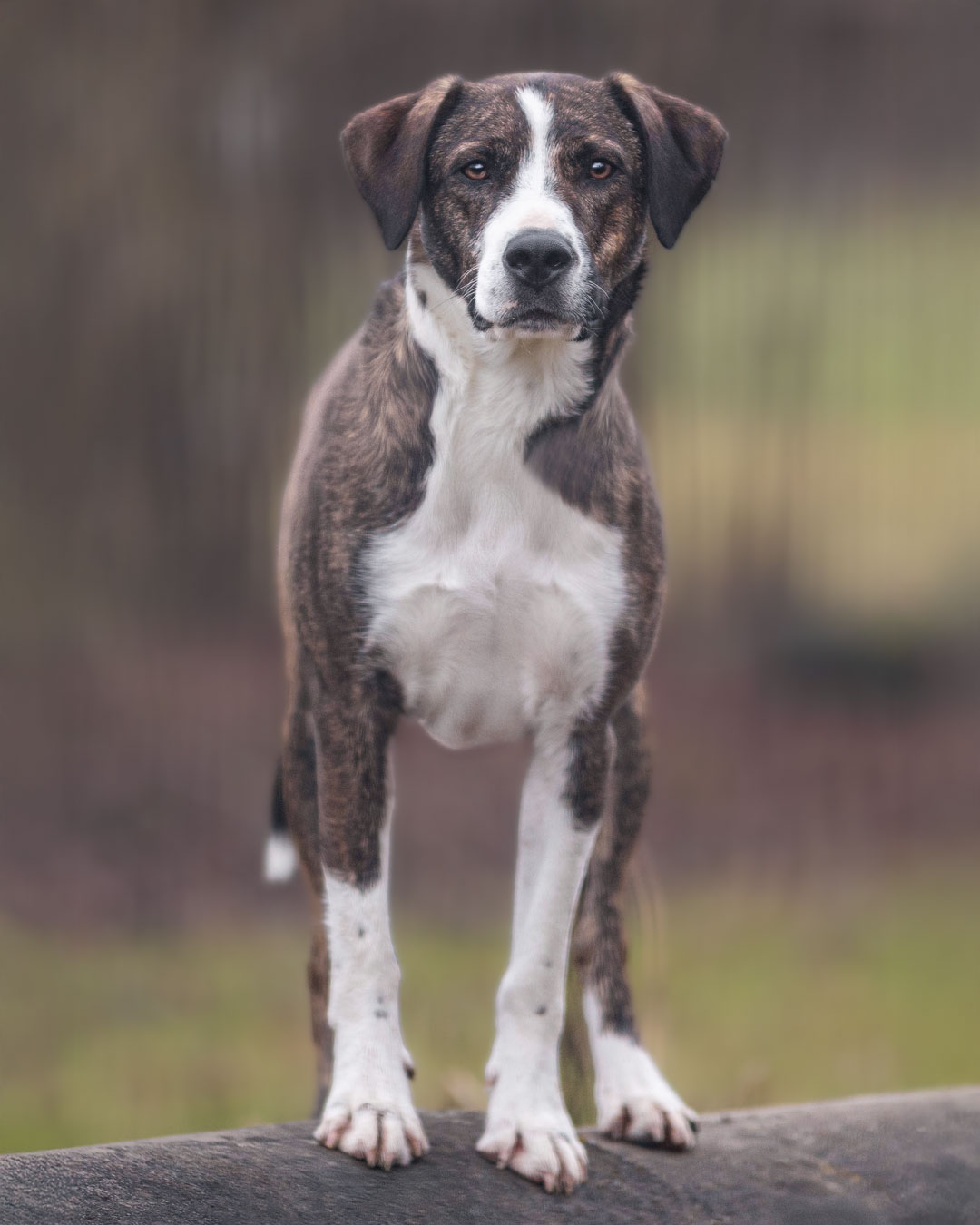 Ella im Tierheim Weißenhorn