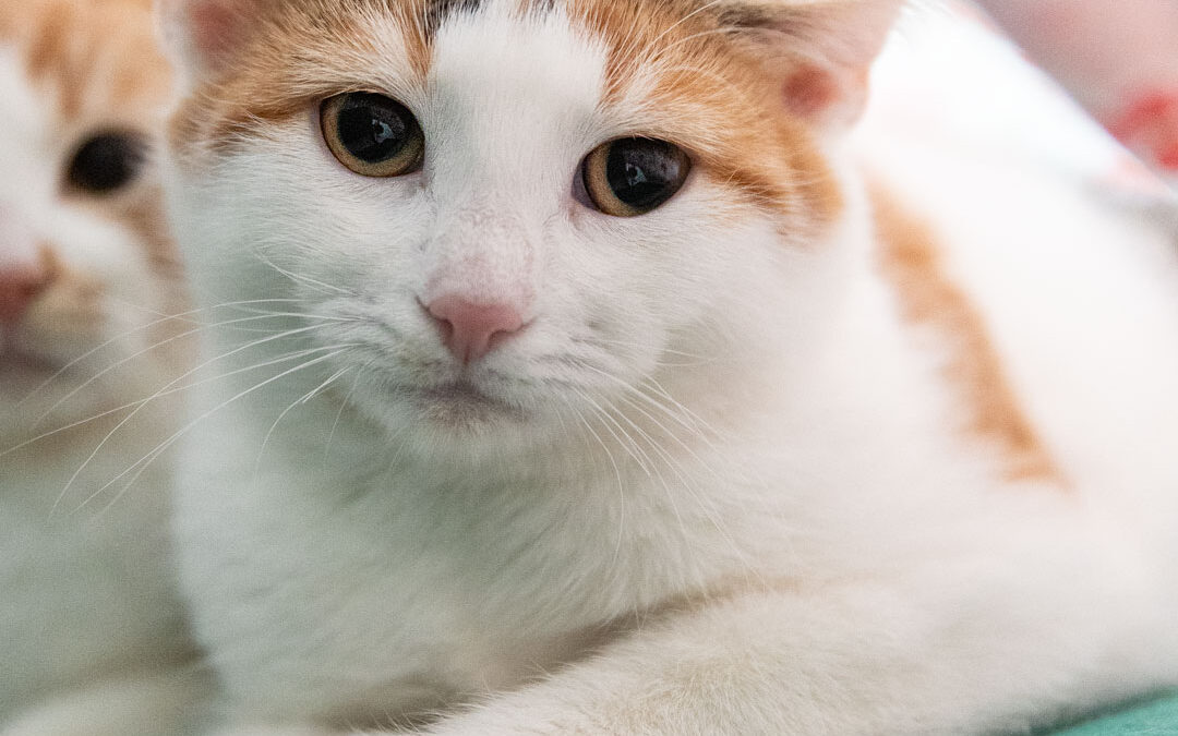 📸 Fotoshooting im Tierheim Weißenhorn – Vermittlungsbilder mit Herz