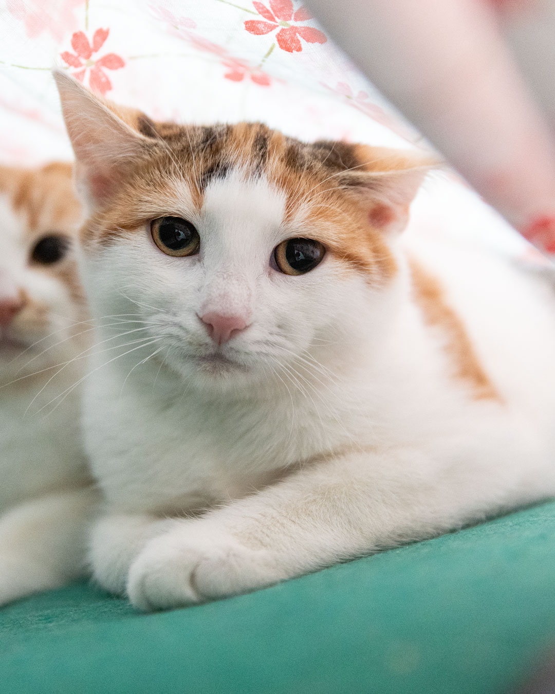 Katze Nadja im Tierheim Weißenhorn