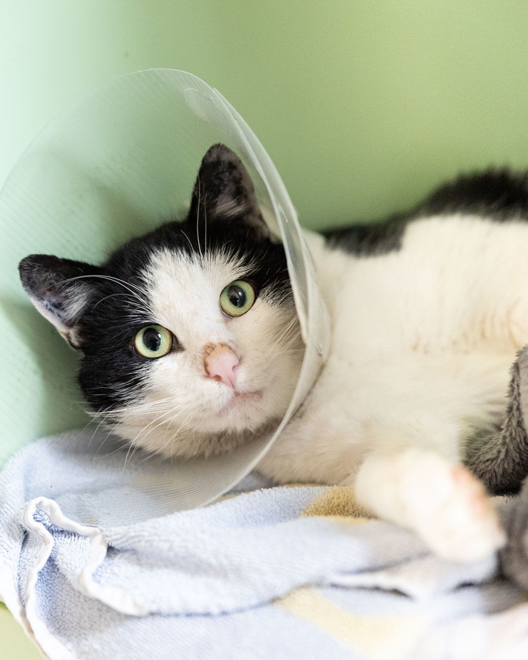 Olli im Tierheim Weißenhorn