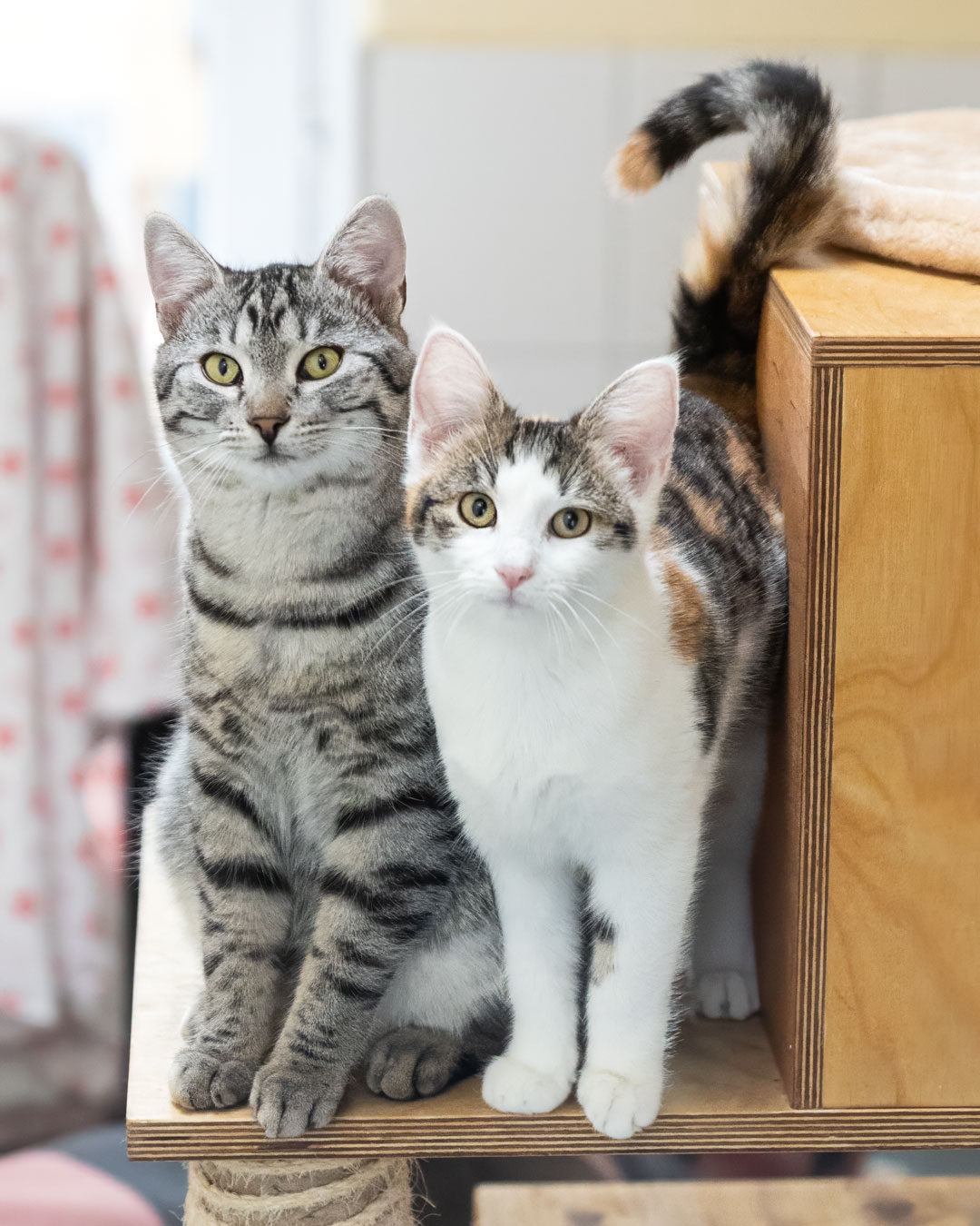 Ryan und Nakita im Tierheim