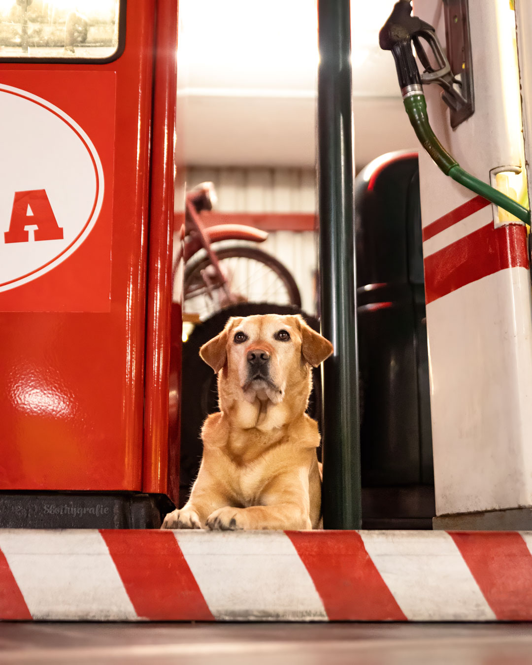 Hund Jakob bei der Motorworld in München 2026